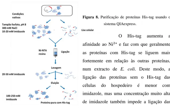 Figura  8.  Purificação  de  proteínas  His-tag  usando  o  sistema QIAexpress.  