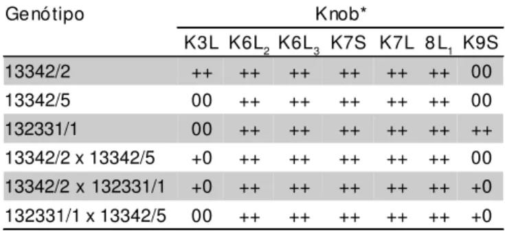 TABELA 1 - Linhagens e respectivos híbridos usados no pre- pre-sente estudo, bem como a descrição de seus marcadores cromossômicos (knobs  hetero-cromáticos).