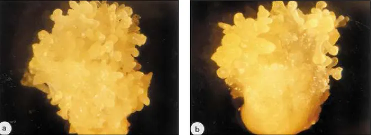 Figura 4 - Plantas regeneradas a partir de culturas com 2-3 meses. a) Linhagem 132331/1; b) Híbrido 132331/1 x 13342/5.