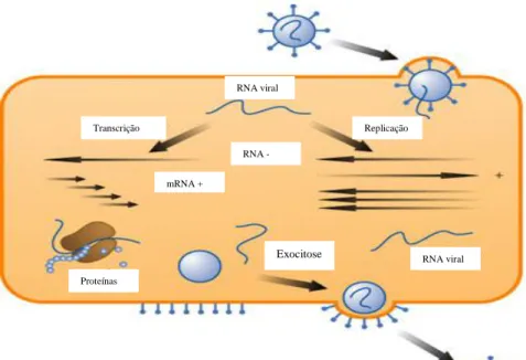 Figura 2. Replicação de um vírus de RNA (adaptado de  www.scq.ubc.ca/viral-infection/ ).