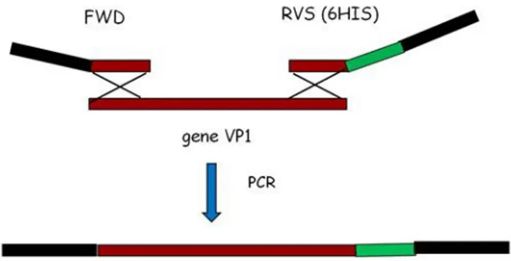Figura  3.  Representação  esquemática  da  estrutura  dos  primers.  Primers  desenhados  para a inserção das sequências att (representadas a preto) necessárias para a clonagem do  gene  VP1  (representado  a  vermelho)  pelo  método  da  Gateway,  assim 