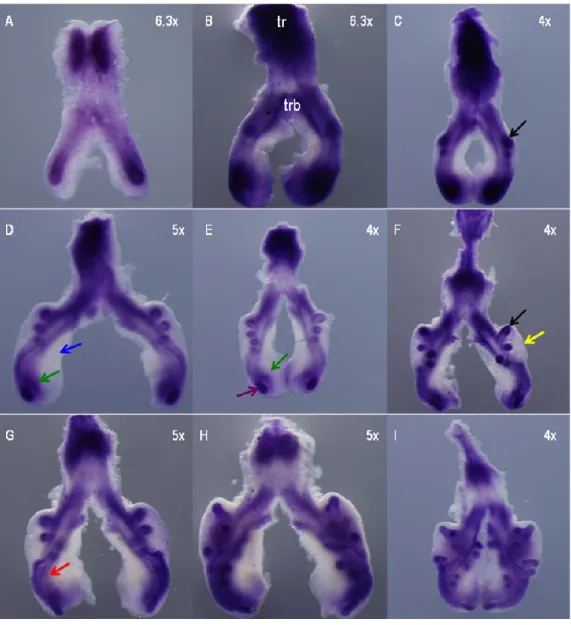 Figure 3.4. hairy2 expression pattern during chick lung development, visualized by ISH, under precisely  the same conditions