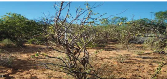 Figura 06. Vegetação de caatinga no campo de dunas de Floresta