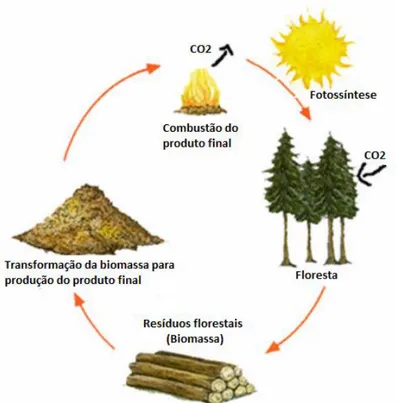 Figura 1- Ciclo de vida da biomassa florestal [5]. 