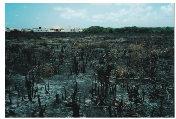 Figura 2. Vegetação queimada em dezembro de 2004, na área onde foi instalado o  Bougainville Residence Privé, nos primeiros meses de 2005