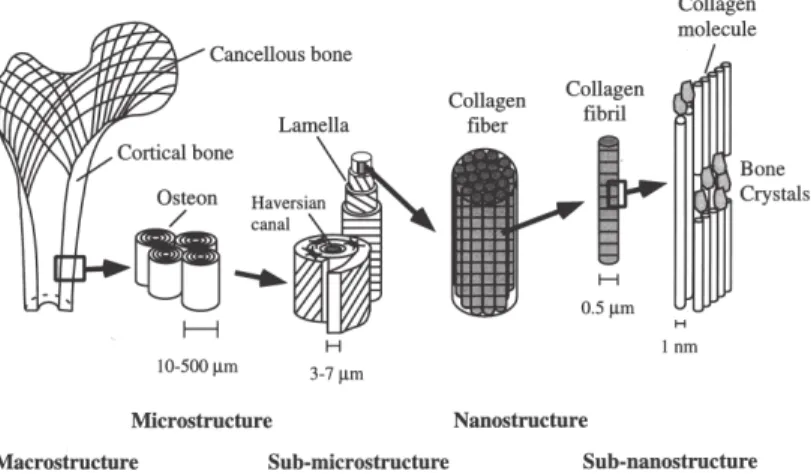 Figure 1: Hierarchical structural organization of bone. 