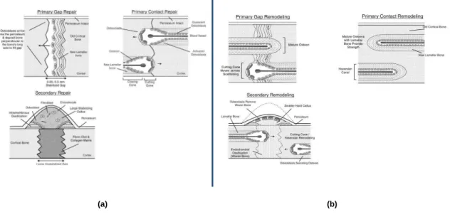Figure 3: (a) Primary and secondary mineralized tissue repair; (b) Primary and  secondary bone remodelling