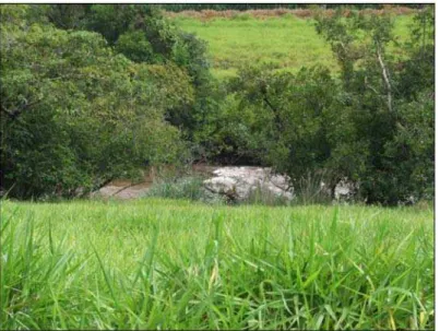 FIGURA 5: Rio São Tomás, ponto de amostragem 3, atividade agropastoril próxima a vegetação