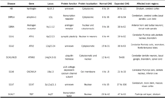 Table 1. Molecular and pathogenic features of polyglutamine diseases. Adapted from [1] [3] [4] 