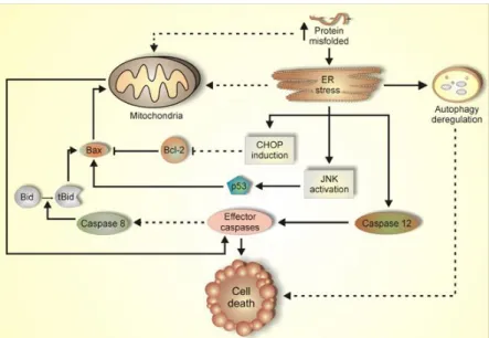 Figure  1.3.  Molecular  pathways  of  programmed  cell  death  (PCD)  operating  in  misfolding/aggregation diseases