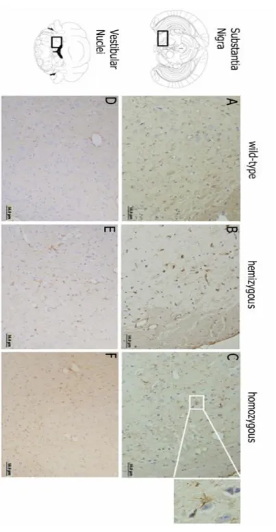 Figure  3.2.  Astrogliosis  in  MJD  transgenic  mice  brains.  GFAP  immunostaining  of  the  substantia  nigra  (A-C)  and  the  vestibular nuclei (D-F) at 12 months of age