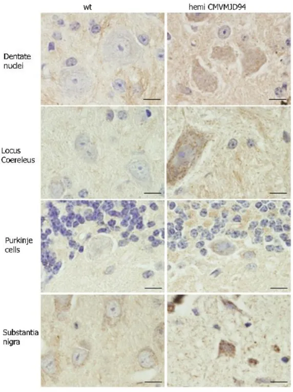 Figure  3.3.  Absence  of  large  intranuclear  inclusions  in  transgenic  mice  with  motor  impairment