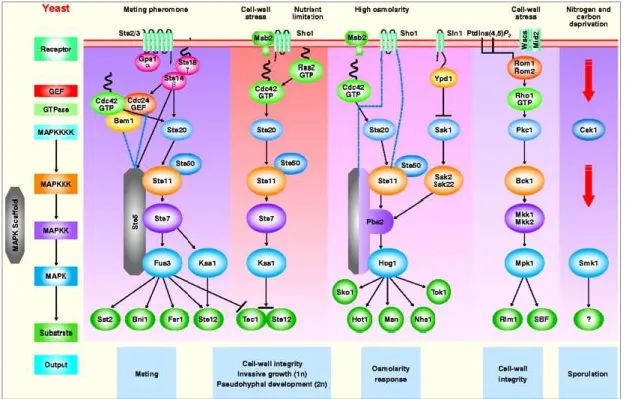 Fig.  2. Overview of the MAPKinase pathways in yeast (adapted from [42]) 