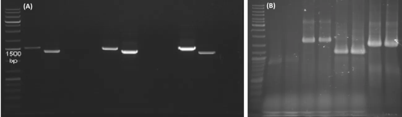 Fig. 10.  Example of the PCR products obtained for the deletion of a yeast gene (STE20) (A) Disruption  cassettes (B) confirmation of the correct integration of the cassette in W303 ste20∆ cells