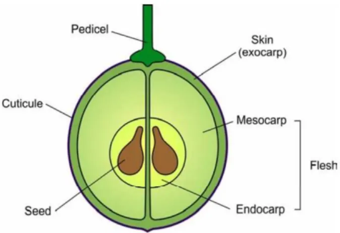 Figure  1.  Structure  of  a  ripe  grape  berry,  depicting  the  three  primary  tissues:  skin, flesh  and seeds (Conde et al 2007) 