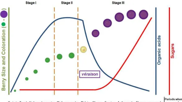 Figure 2. Grape berry development and ripening.  