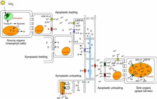 Figure 3. Long distance sugar transport through the floem. From the place of sinthesys in  the leaves mesophyll, sucrose may be loaded into the sieve elements/companion cell complex  by apoplastic and symplastic mechanisms