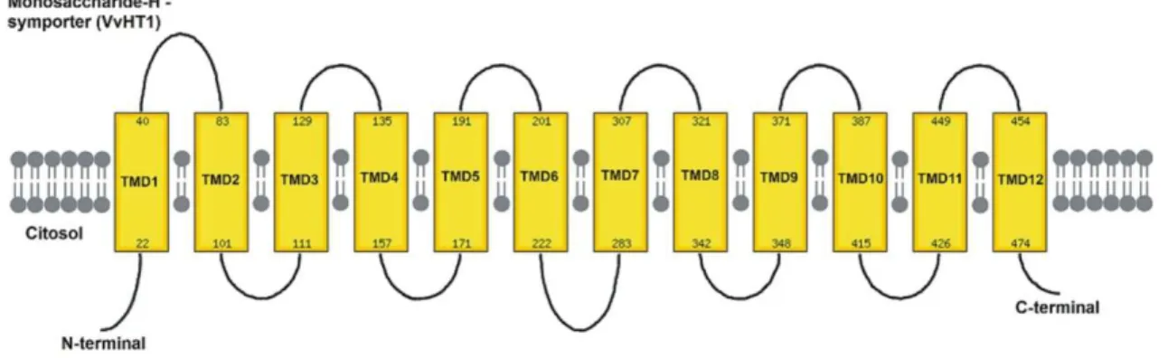 Figure 5. Topological model of VvHT1, a typical MST, with 12 trans-membrane domains  with  N-  and  C-  cytoplasmic  termini  structure  characteristic  of  the  Major  Facilitators  Superfamily 