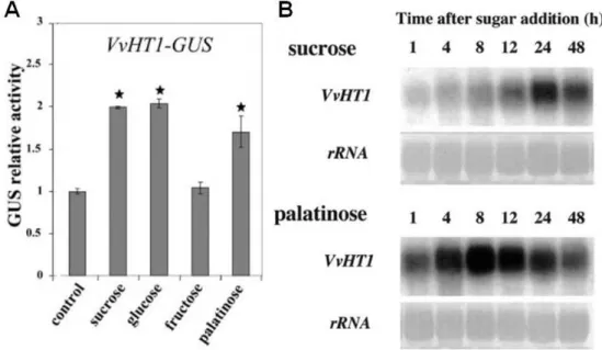 Figure  5.  Studies  of  the  regulation  of  VvHT1  expression.  A)  Regulation  by  different  sugars studied with a fusion of the VvHT1 promoter with the reporter gene GUS
