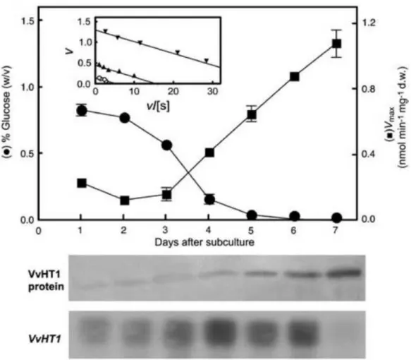Figure  7.  Regulation  of  VvHT1  transcripts  and  protein  levels  in  CSB  cells  by  glucose  concentration in the growth medium (Conde et al