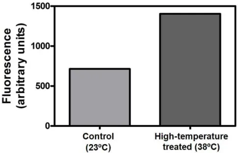 Figure  13.  Quantification  of  MDA  in  CSB  cells  incubated  for  12  h  at  38ºC  (high  temperature  treated  cells)  and  in  control  cells  (cultivated  at  23ºC)
