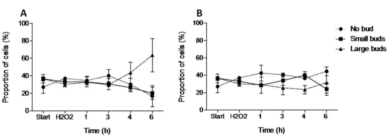 Figure  3.  GBE  effect  on  cell  cycle  progression  of  S.  cerevisiae  cells  after  exposure  to  H 2 O 2 