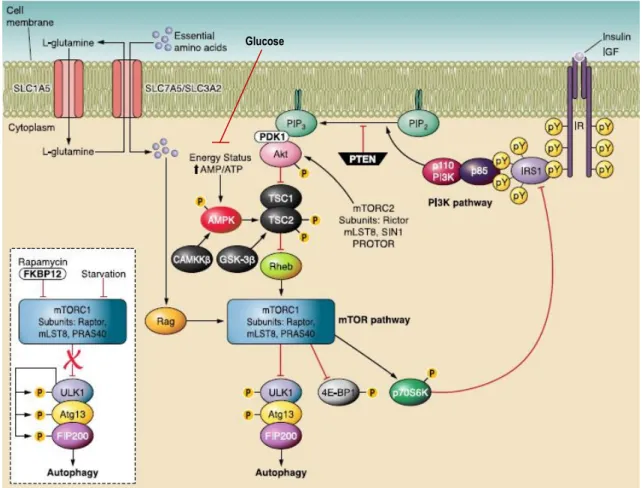 Figure 4.  Schematic representation of mTOR-dependent main pathways regulating autophagy