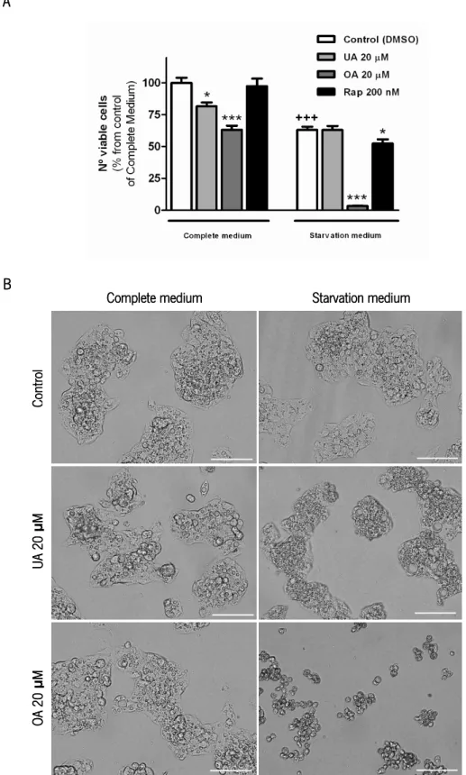 Figure  9.  Effect  of  ursolic  acid  (UA),  oleanolic  acid  (OA)  and  rapamycin  (Rap)  in  the  viability  of  HepG2  cells