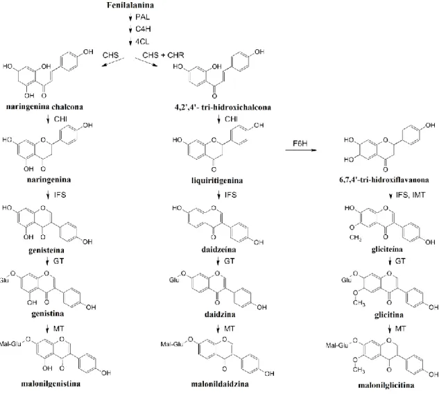 Figura 6. Biossíntese de isoflavonas nas sementes de soja. 4CL, 4-cumarato-CoA-ligase; C4H, cinamato- cinamato-4-hidroxilase;  CHI,  chalcona  isomerase;  CHR,  chalcona  redutase;  CHS,  chalcona  sintetase;  F6H,  flavanona-6-hidroxilase;  GT,  glucosil-