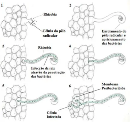 Figura  9.  Etapas  do  processo  de  infecção  de  bactérias  nodulantes  (Adaptado  de  Van  Heerden  et  al.,  2007)