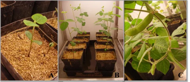 Figura  10.  Plantas  de G.  max inoculadas  com  B. japonicum:  (A,  B)  antes  da  floração;  (C) no  final  do  ciclo de vida