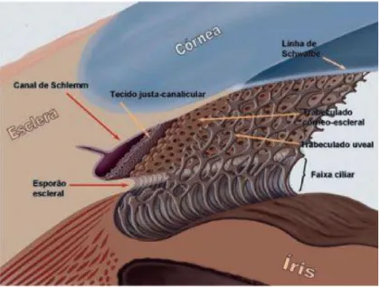Figura 1.1- Anatomia do limbo córneo-escleral e sistema de escoamento da malha trabecular