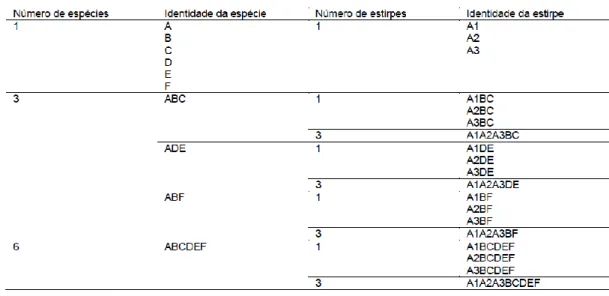Tabela  III:  Desenho  experimental  hierarquizado  para  testar  o  efeito  do  número  de  espécies, identidade da espécie, número de estirpes e identidade da estirpe na decomposição da  matéria folhada, produção de biomassa e taxa de esporulação dos fun
