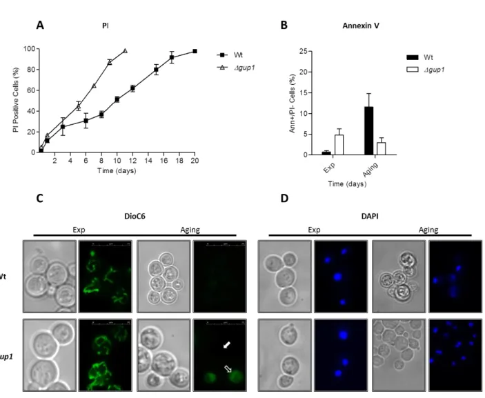 Fig.  III  –  2.  Analysis  of  apoptotic  markers  in  Wt  and  ∆gup1  chronologically  aged  cells