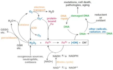 Figure  1 – Cellular reactions leading to oxidative damage in DNA via the Fenton reaction (Adapted from  Henle et al., 1997)