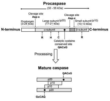 Figure  2. Schematic  representation  of  caspase  structure  and  processing. The  active site residues are represented by R, H and C (Chowdhury et al., 2008).