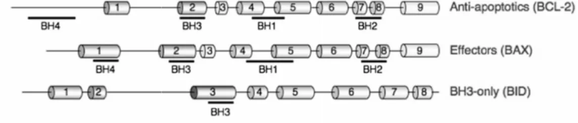 Figure  3. Schematic  representation  of  a  member  of  each  Bcl-2  sub-family.  The conserved domains are underlined