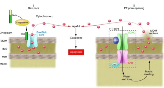 Figure  5. Molecular  mechanisms  of MOMP:  (i)  Bax/Bak  pore  formation  and  (ii)  PTP opening (Bouchier-Hayes et al., 2005).