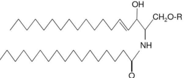 Figure  7. General  structure  of  sphingolipids. The  LCB  is  linked  to  a  fatty  acid  by  an amide bound and a polar head group, R (Fuller, 2010).