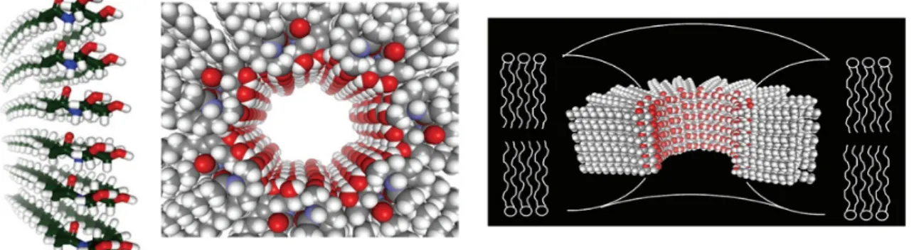 Figure  9. Structure  of  ceramide  pores. They  are  composed  of  a  ring  of  a  variable number  of  columns  each  consisting  of  six  ceramides  interconnected  by  hydrogen  bonds between the amide linkage (Siskind and Colombini, 2000).