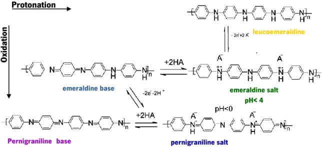 Figure 3 – Schematic representation of different oxidation states of PANI [16]. The colors are representative of the  observable color of the polymer