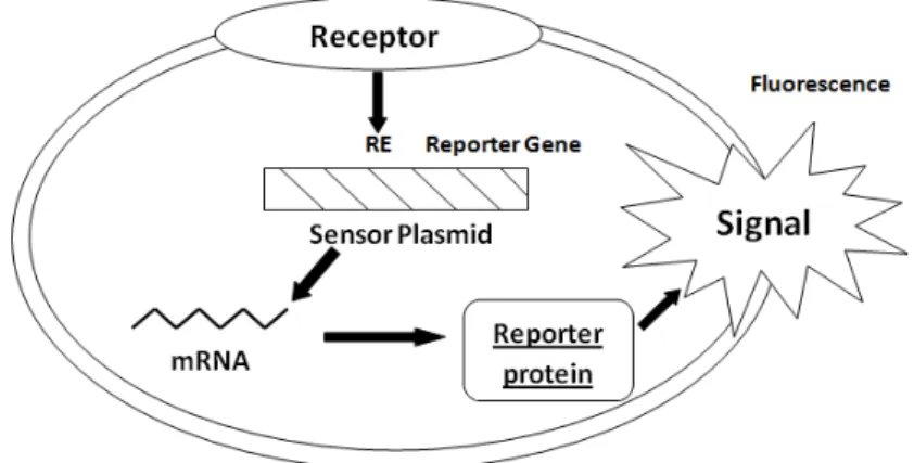 Figure  3  -  Basic  principle  of  whole-cell-based  sensor  using  recombinant  DNA  technology