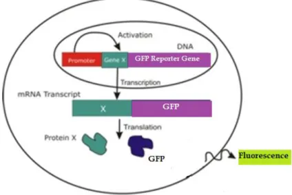 Figure  7  -  Reporter  gene  scheme.  Green  Fluorescent  Protein  is  given  as  an  example  (Berthold  Technologies 2008) 