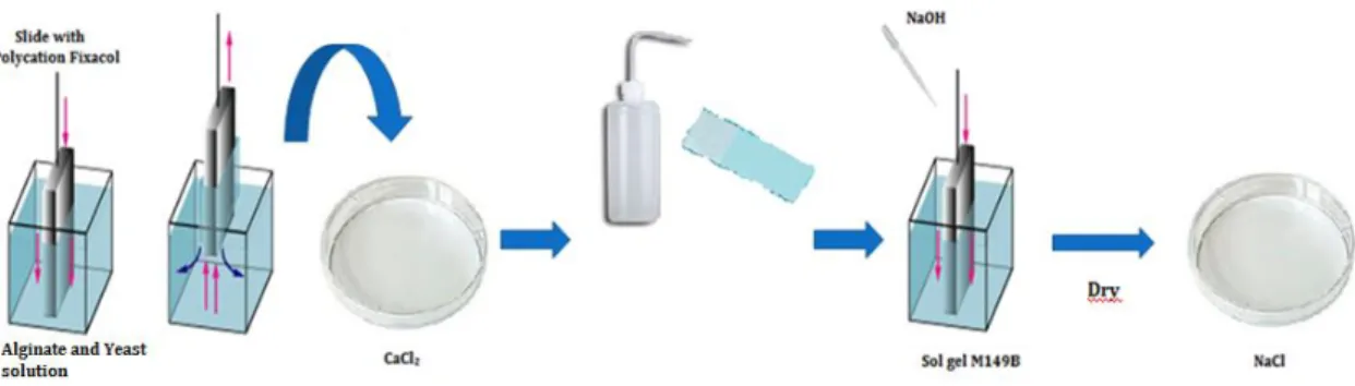 Figure 21 - Dip coating scheme to dip coat with yeast and FluoSpheres 