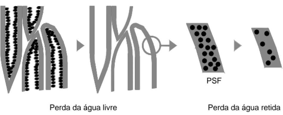 Figura 2.5  Presença da água na madeira. Evolução do processo de secagem (Negrão, 2001) 