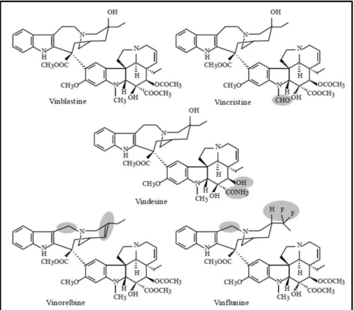 Figure  2.  Structure  of  natural  and  semi  synthetic  Vinca  alkaloids. Shaded  areas  indicate  the  structural  differences from vinblastine