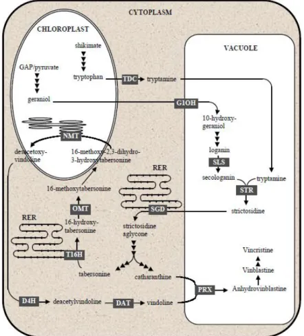 Figure 3. Compartmentalization of the biosynthetic  pathway of terpenoid indole  alkaloids in  C