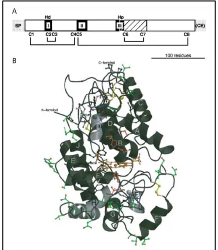 Figure  5.  Prx  features  according  with  the  structure  of  horseradish  peroxidase  isoenzyme  C  (HRPC)