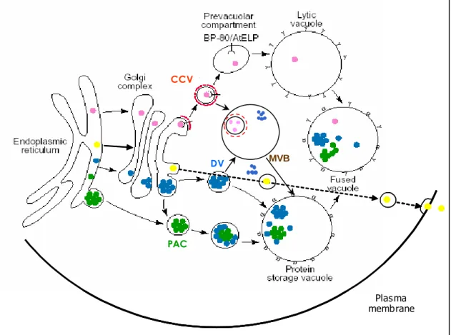 Figure  9.  A  working  model  for  soluble  protein  traffic  to  the  different  vacuoles  and  cell  wall