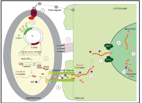 Figure  10.  A  model  for  the  Agrobacterium-mediated  genetic  transformation.  The  transformation  process  comprises 10 major steps and begins with recognition and attachment of the Agrobacterium to the host cells (1) and  the  sensing  of  specific 